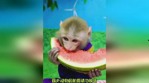 人吃瓜像猴子视频素材,趣味视频揭示人类与动物共通食趣