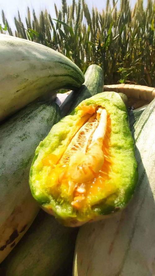 安静的吃瓜视频,揭秘幕后故事