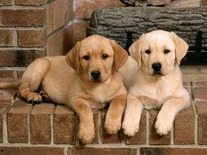 狗吃瓜拉布拉多会死吗视频,揭秘潜在致命风险