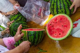 上学吃瓜视频,揭秘上学吃瓜视频背后的趣味与思考