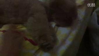 认真吃瓜小视频,网络热梗背后的趣味与思考